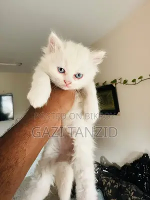 Traditional Persian Cat