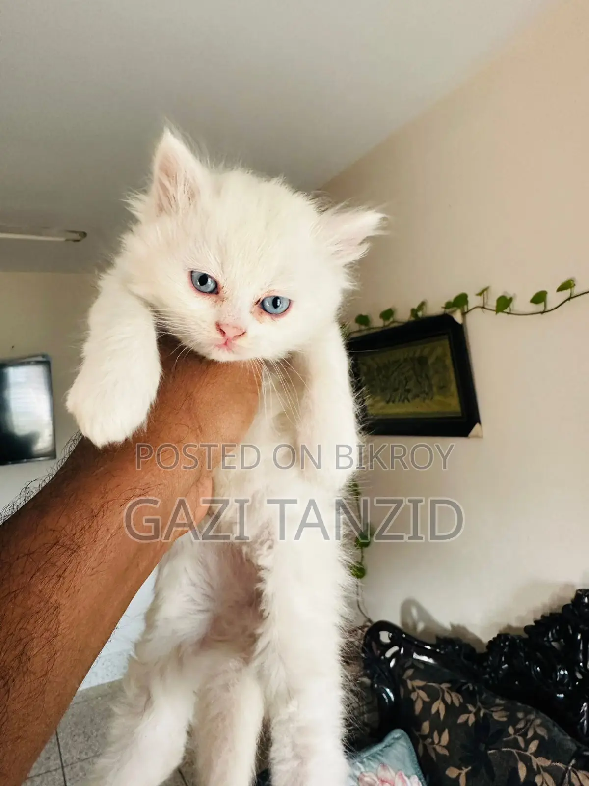 Traditional Persian Cat