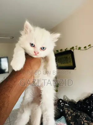 Traditional Persian Cat