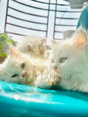 Traditional Persian Cat