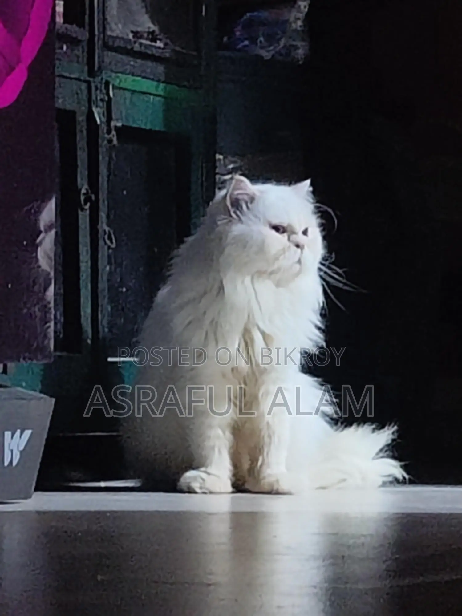 Persian Cat