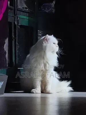 Persian Cat
