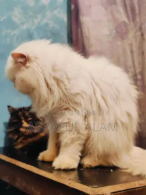 Persian Cat