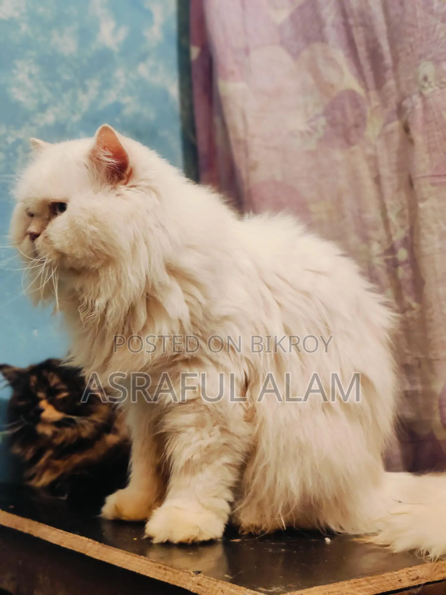 Persian Cat