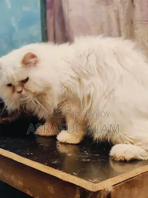 Persian Cat