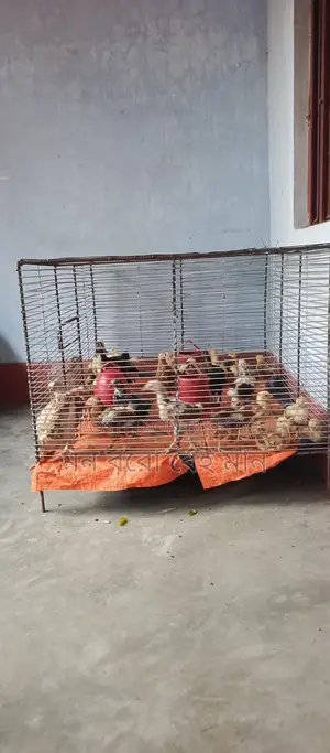 ১০ নম্বর জিয়াই তারের খাঁচা