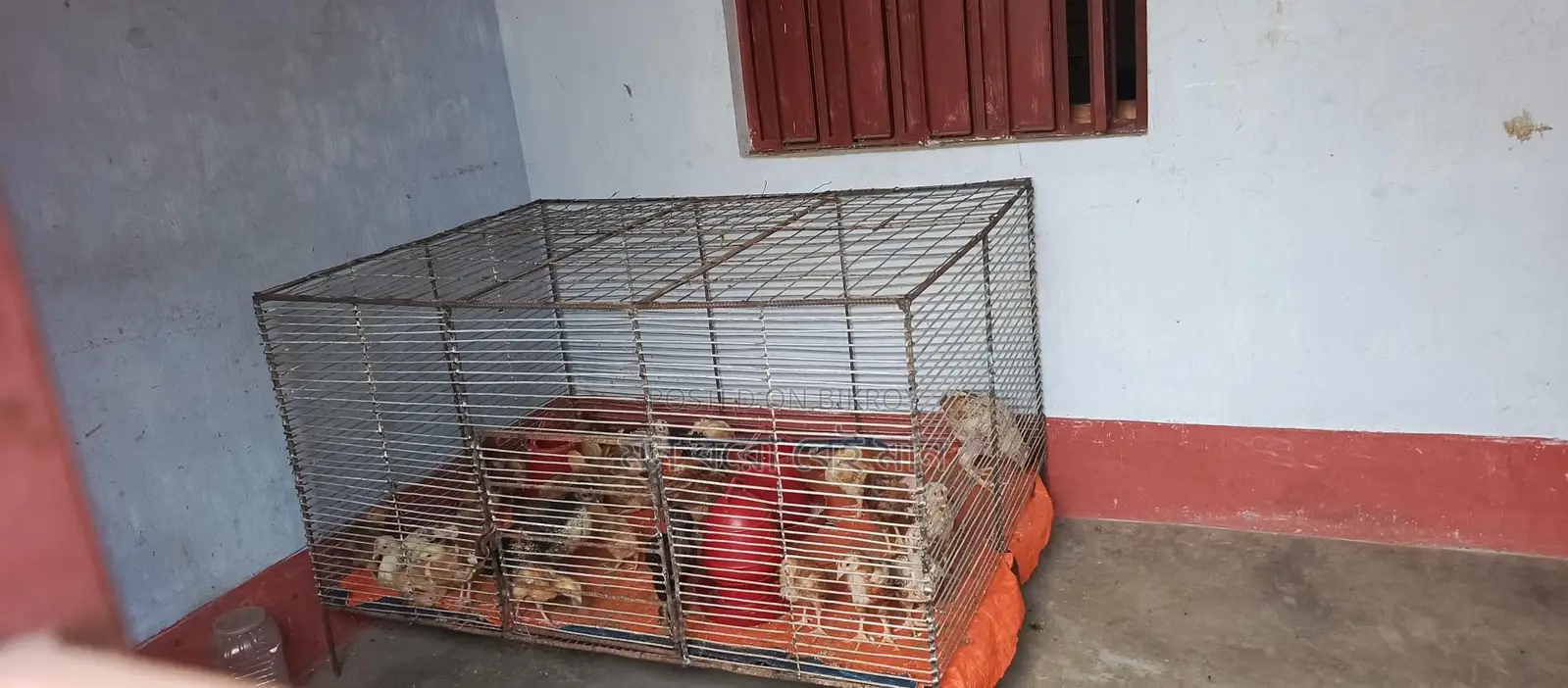 ১০ নম্বর জিয়াই তারের খাঁচা