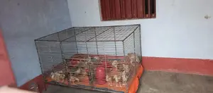 ১০ নম্বর জিয়াই তারের খাঁচা