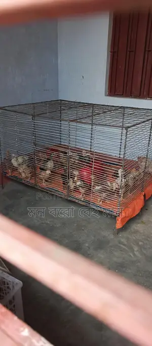 ১০ নম্বর জিয়াই তারের খাঁচা