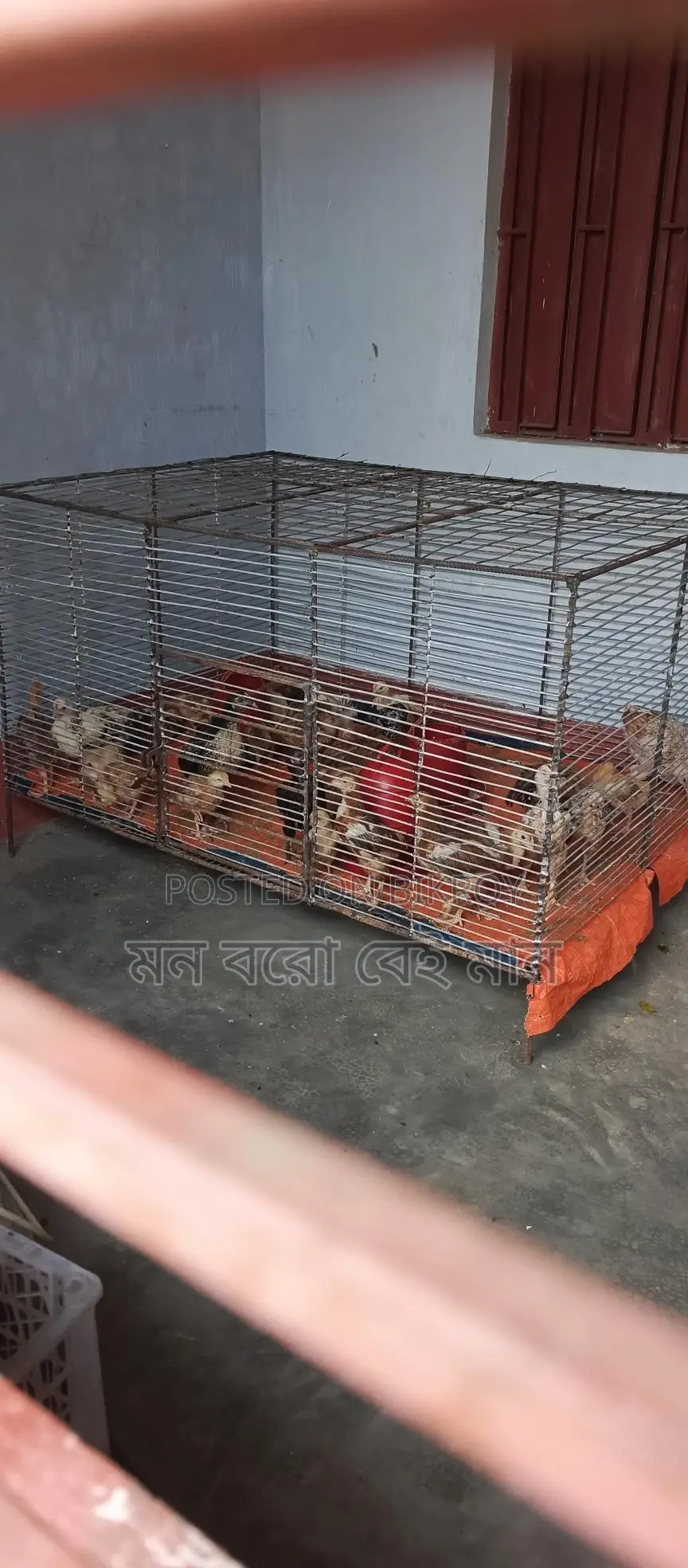 ১০ নম্বর জিয়াই তারের খাঁচা