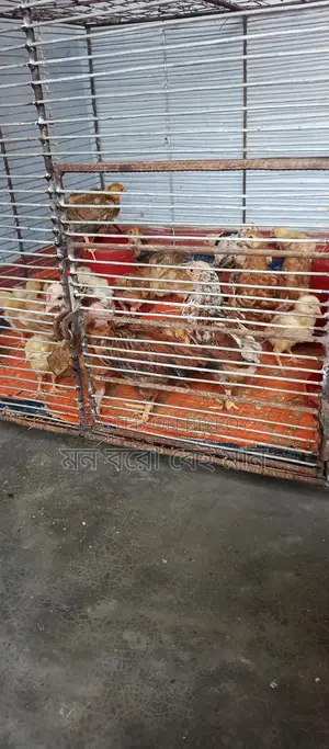 ১০ নম্বর জিয়াই তারের খাঁচা