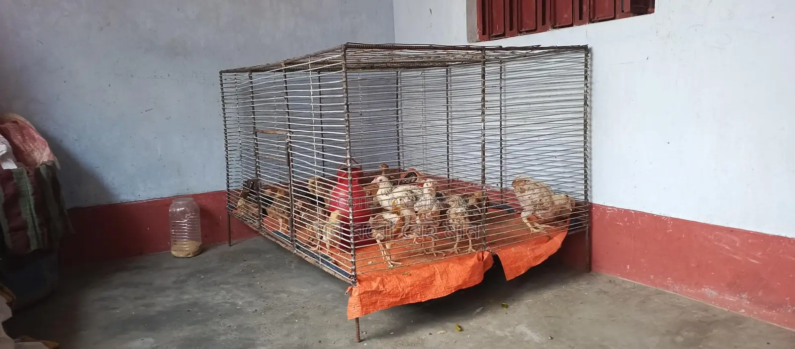 ১০ নম্বর জিয়াই তারের খাঁচা