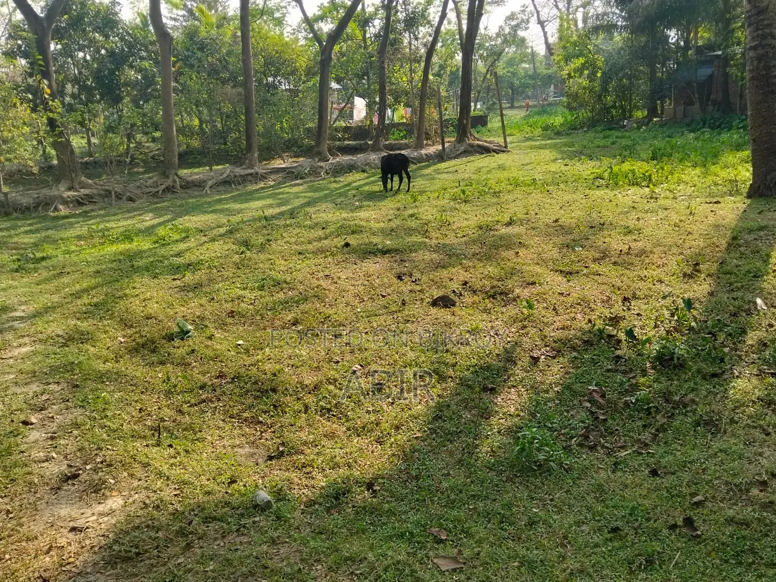 Land for Sale at Low Price, Ward 29, Behind Bagia Hat, Barisal