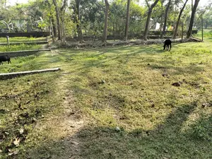 Land for Sale at Low Price, Ward 29, Behind Bagia Hat, Barisal