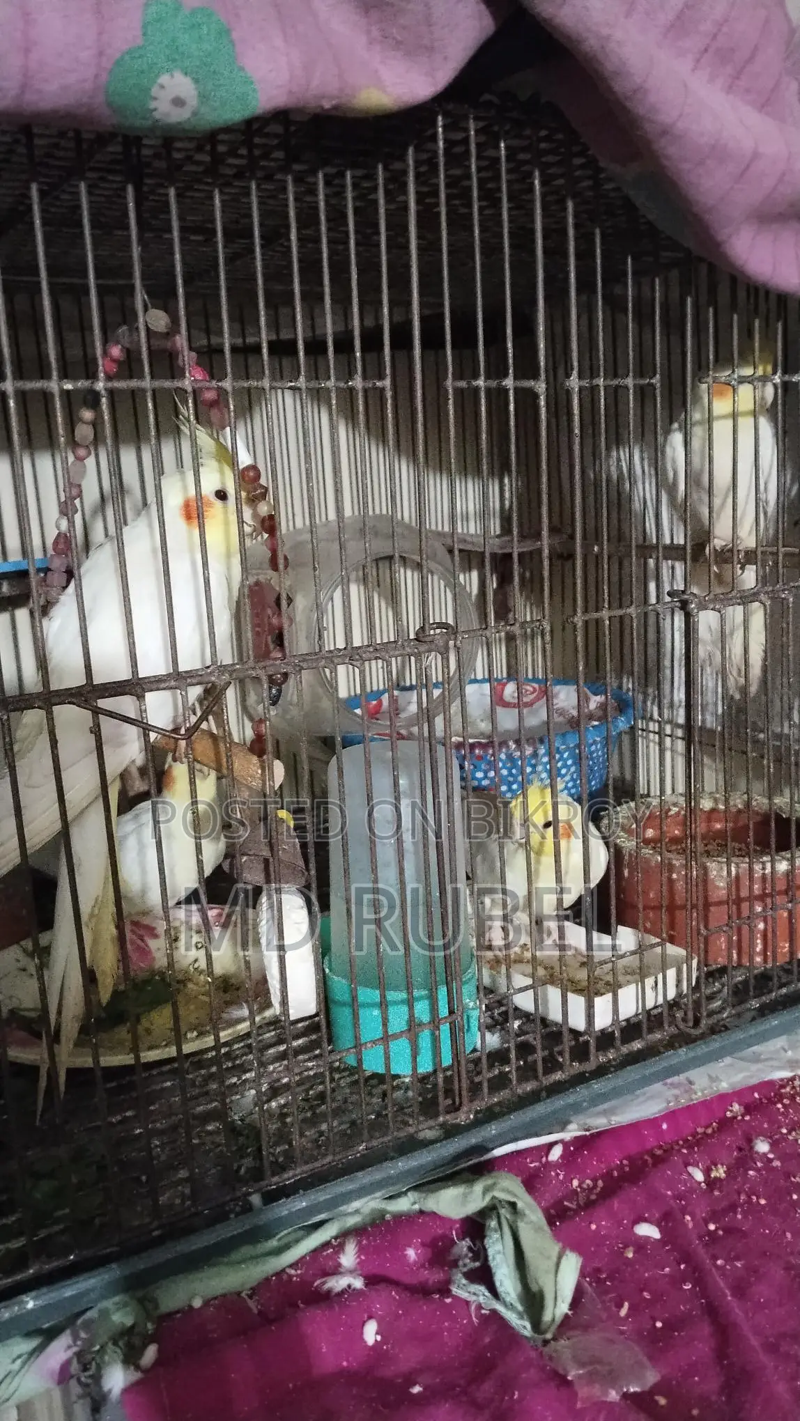 Cockatiel Birds for Sale: 2 Pairs, One with an Egg, Another with Two