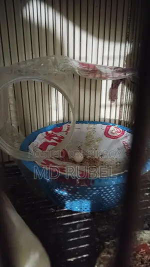 Cockatiel Birds for Sale: 2 Pairs, One with an Egg, Another with Two