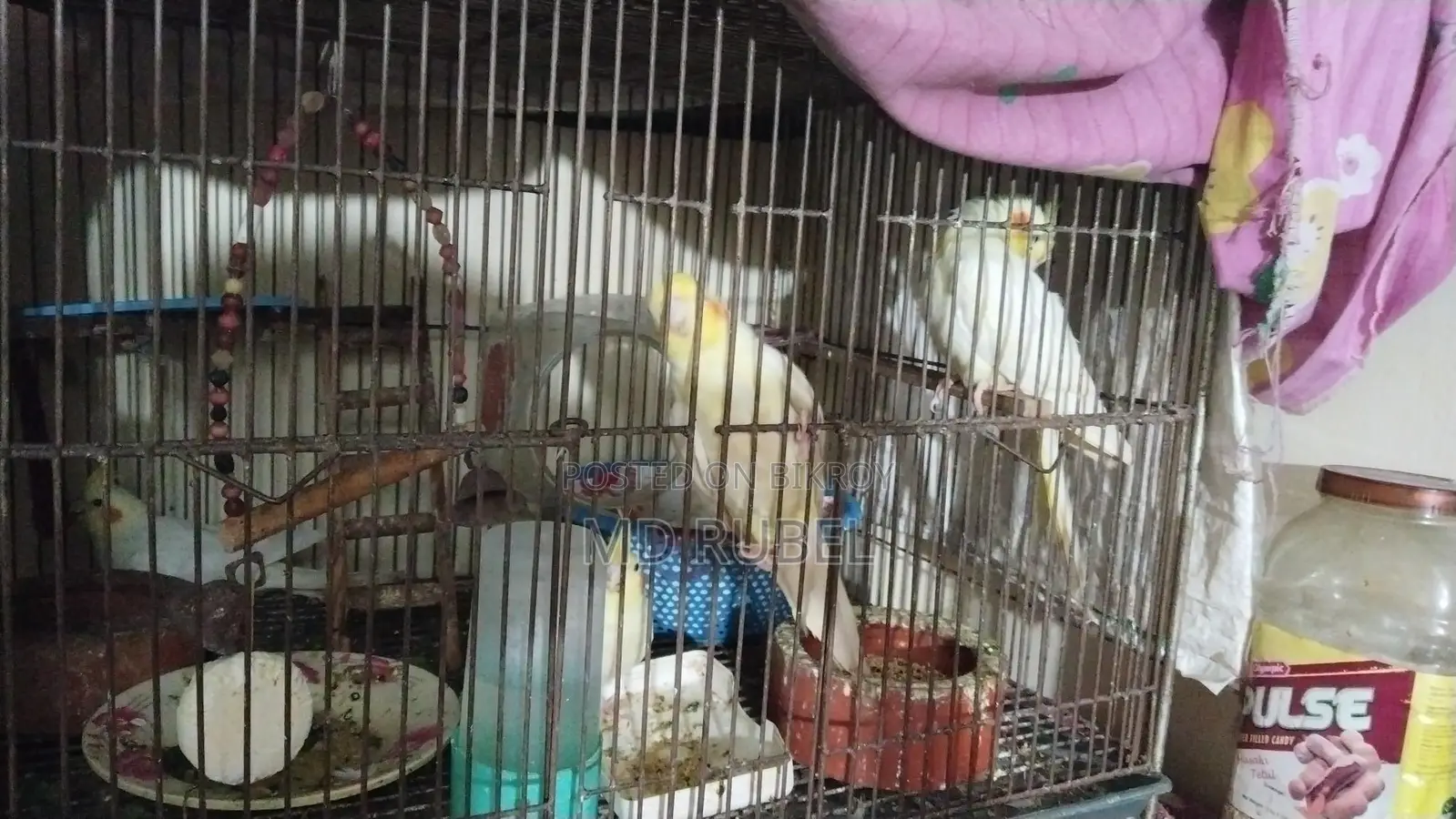 Cockatiel Birds for Sale: 2 Pairs, One with an Egg, Another with Two