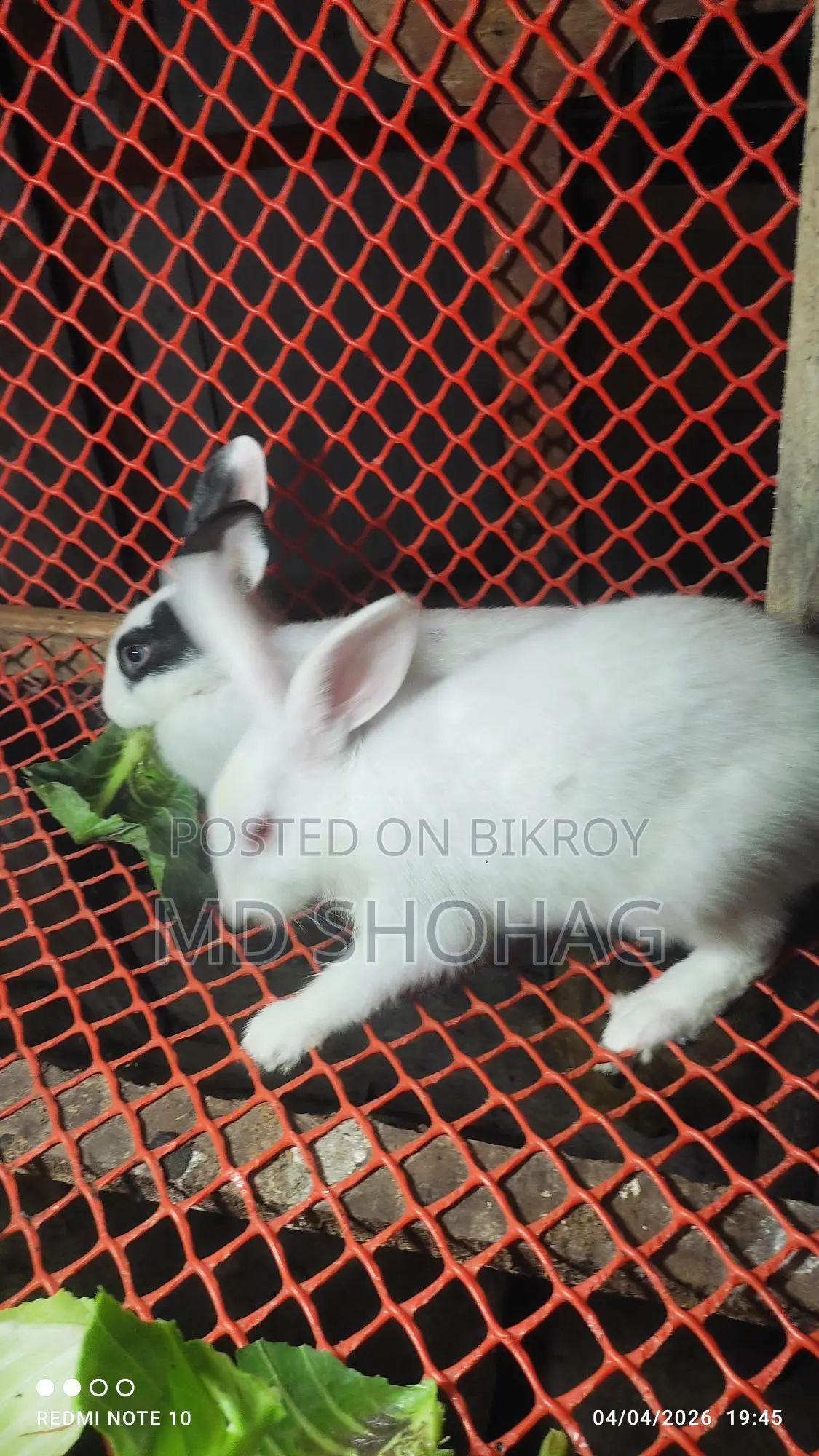 খরগোশ