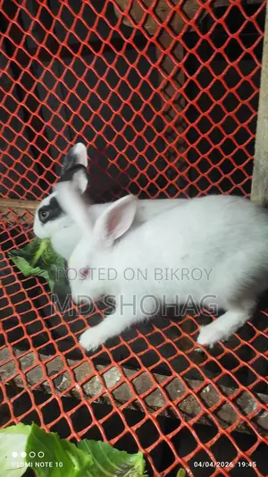 খরগোশ