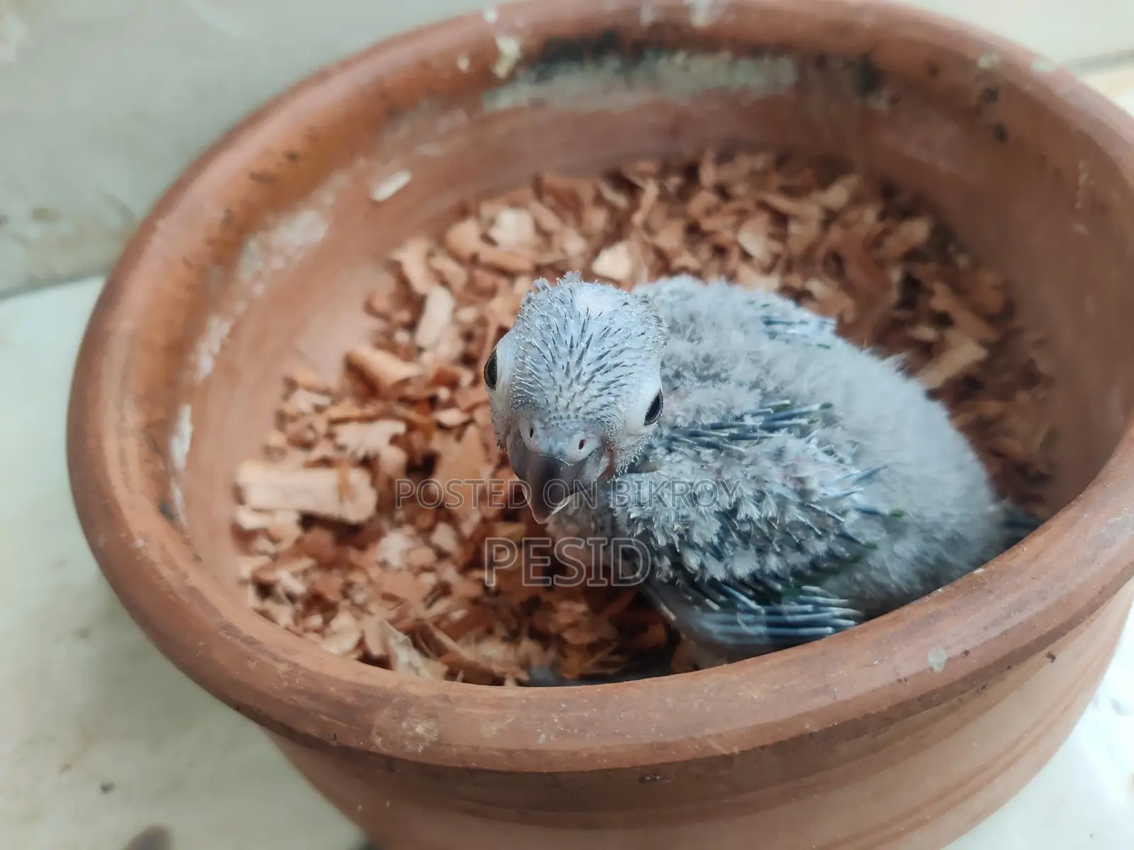 গ্রিনচিক কনুর বেবি