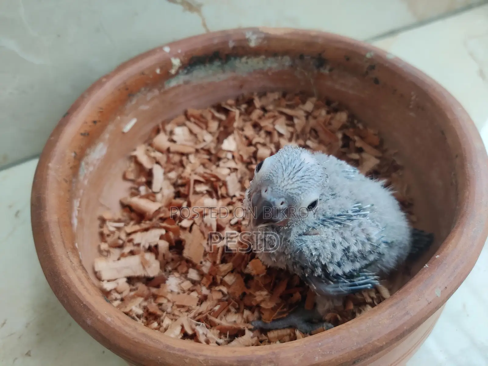 গ্রিনচিক কনুর বেবি