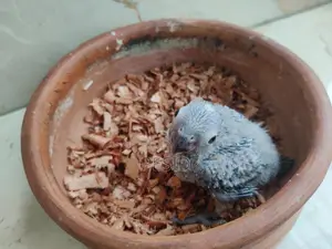 গ্রিনচিক কনুর বেবি