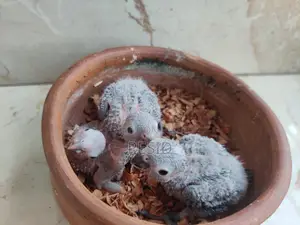 গ্রিনচিক কনুর বেবি