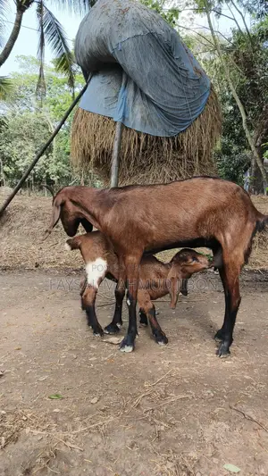 বাচ্চা সহ মোটামুটি ভাল জাতের ছাগল