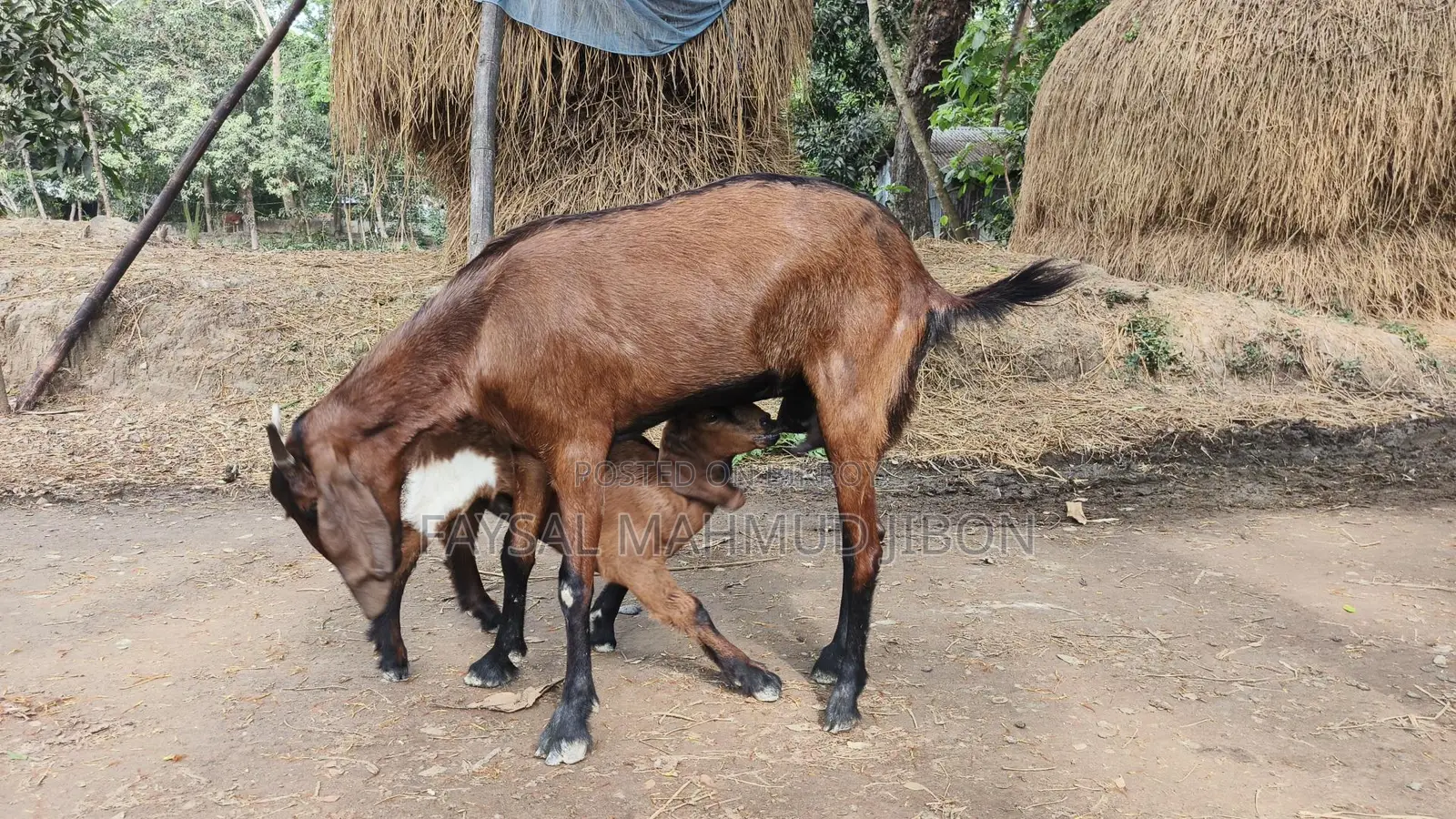 বাচ্চা সহ মোটামুটি ভাল জাতের ছাগল