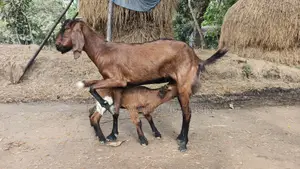 বাচ্চা সহ মোটামুটি ভাল জাতের ছাগল