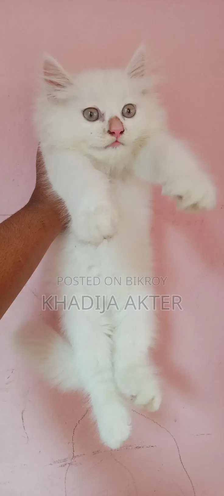 Persian Male Kitten