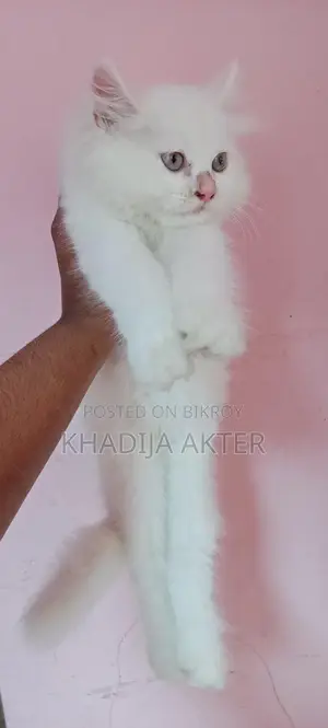Persian Male Kitten