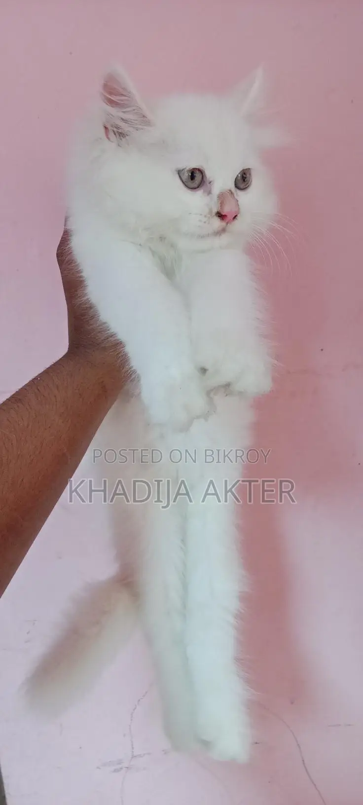 Persian Male Kitten