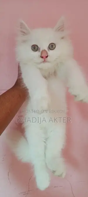 Persian Male Kitten