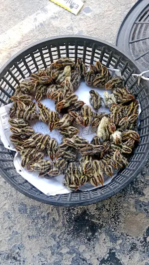 Quail Birds
