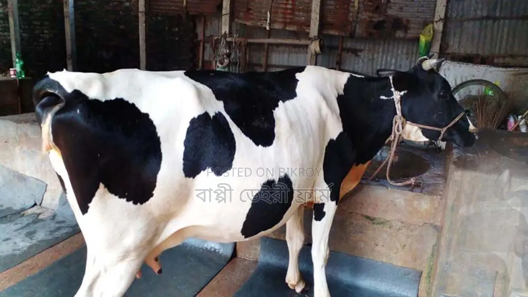 Buy a High-Quality Cow (ID: 1108)