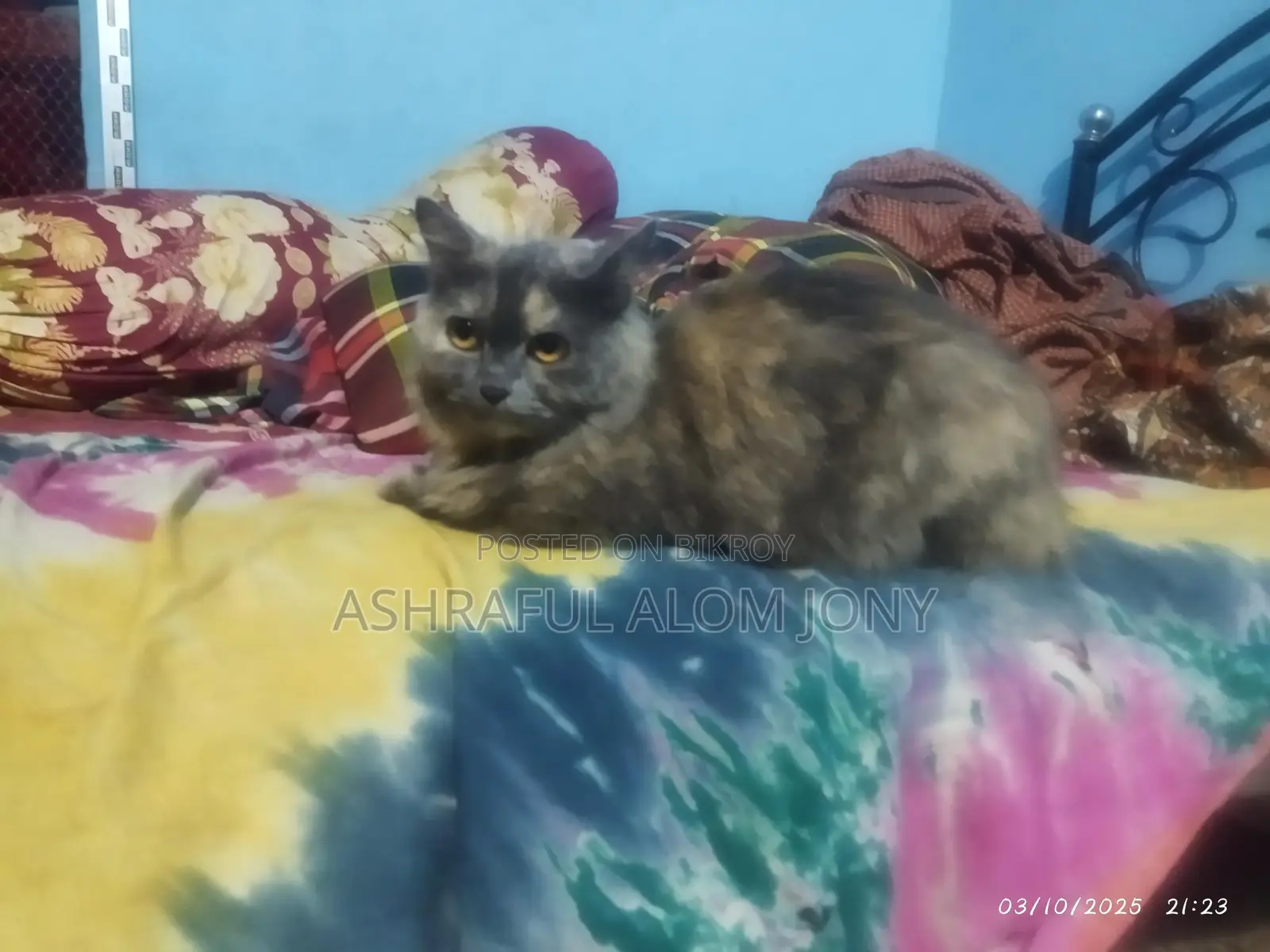 Persian Cat (Triple Coat)