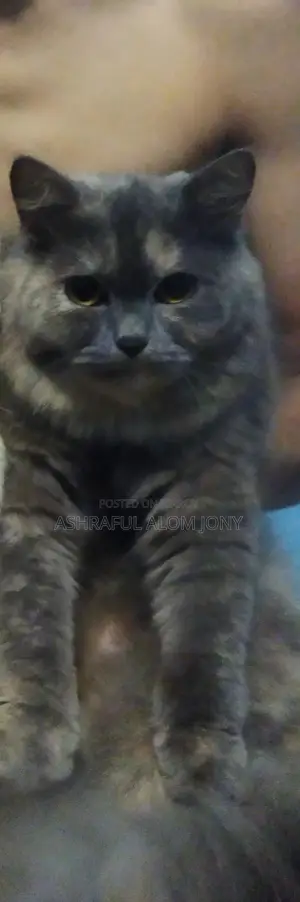 Persian Cat (Triple Coat)
