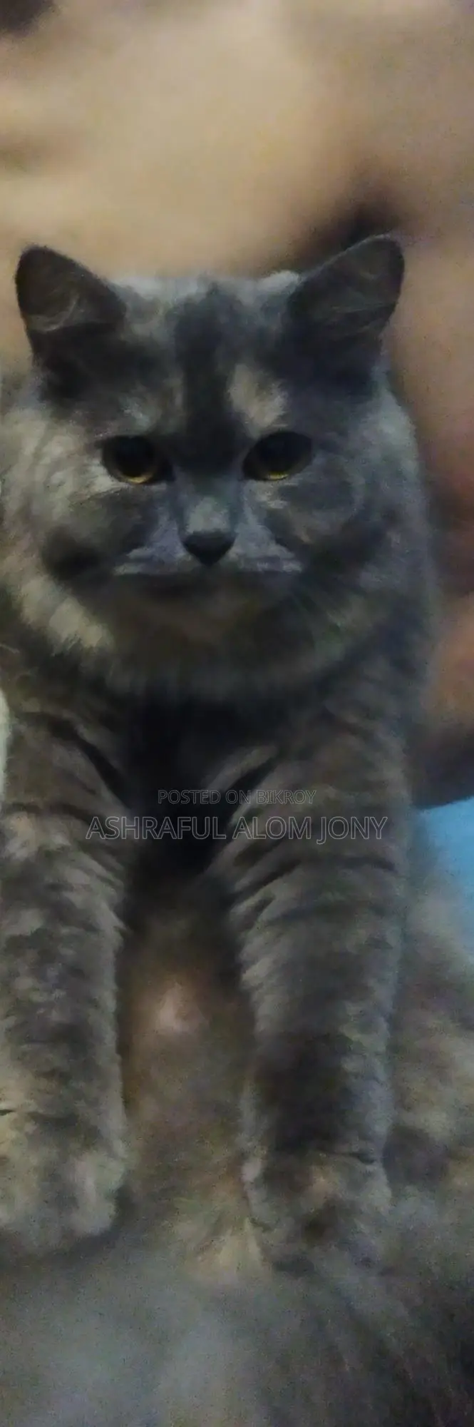 Persian Cat (Triple Coat)