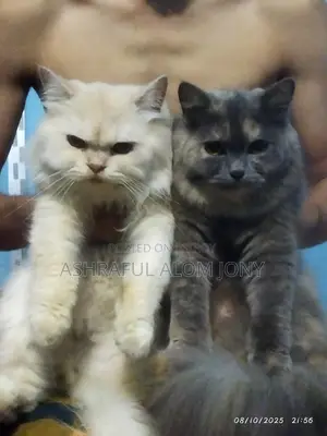 Persian Cat (Triple Coat)