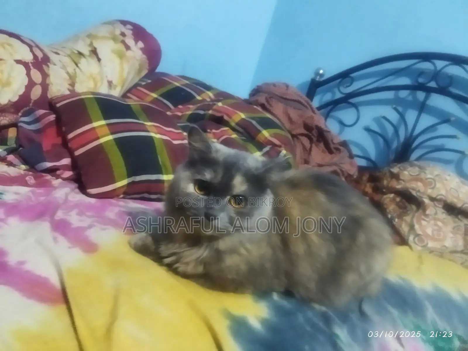 Persian Cat (Triple Coat)