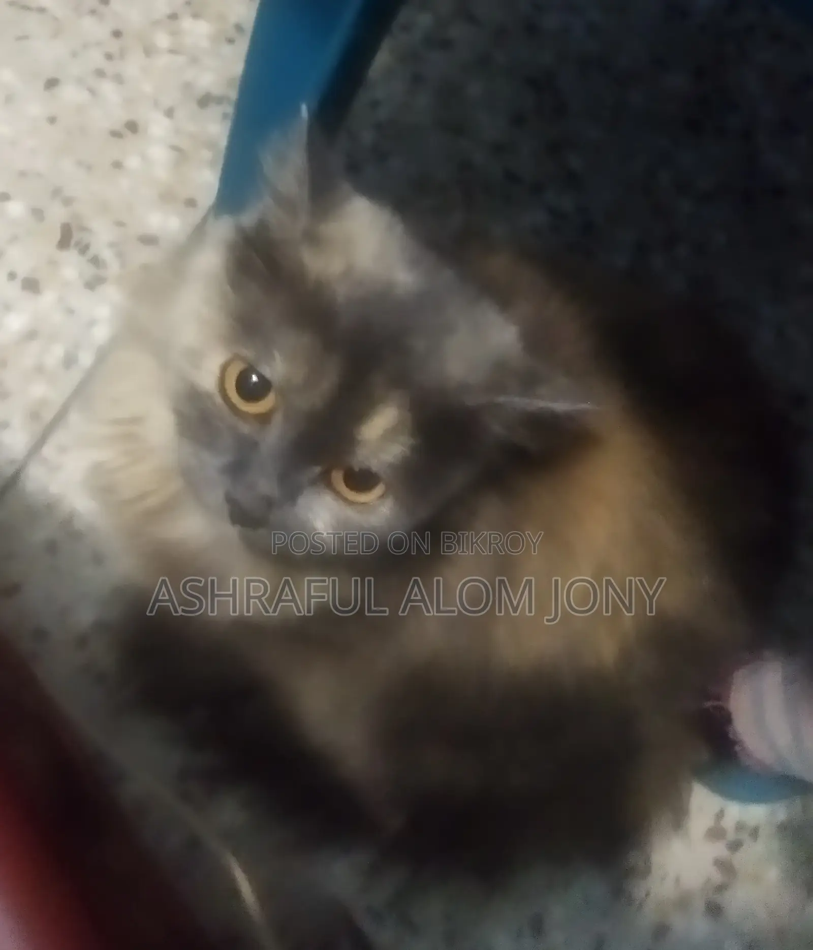 Persian Cat (Triple Coat)