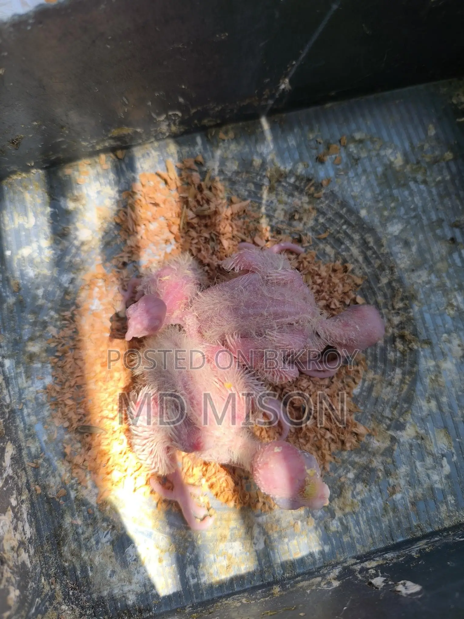 Cockatiel Running Master Pair with 3 Chicks for Sale