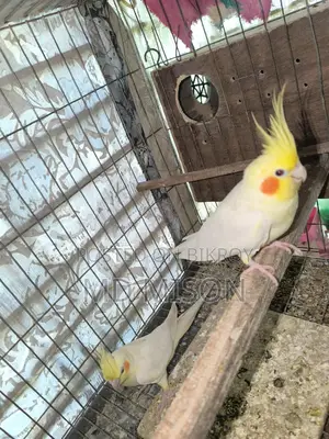 Cockatiel Running Master Pair with 3 Chicks for Sale