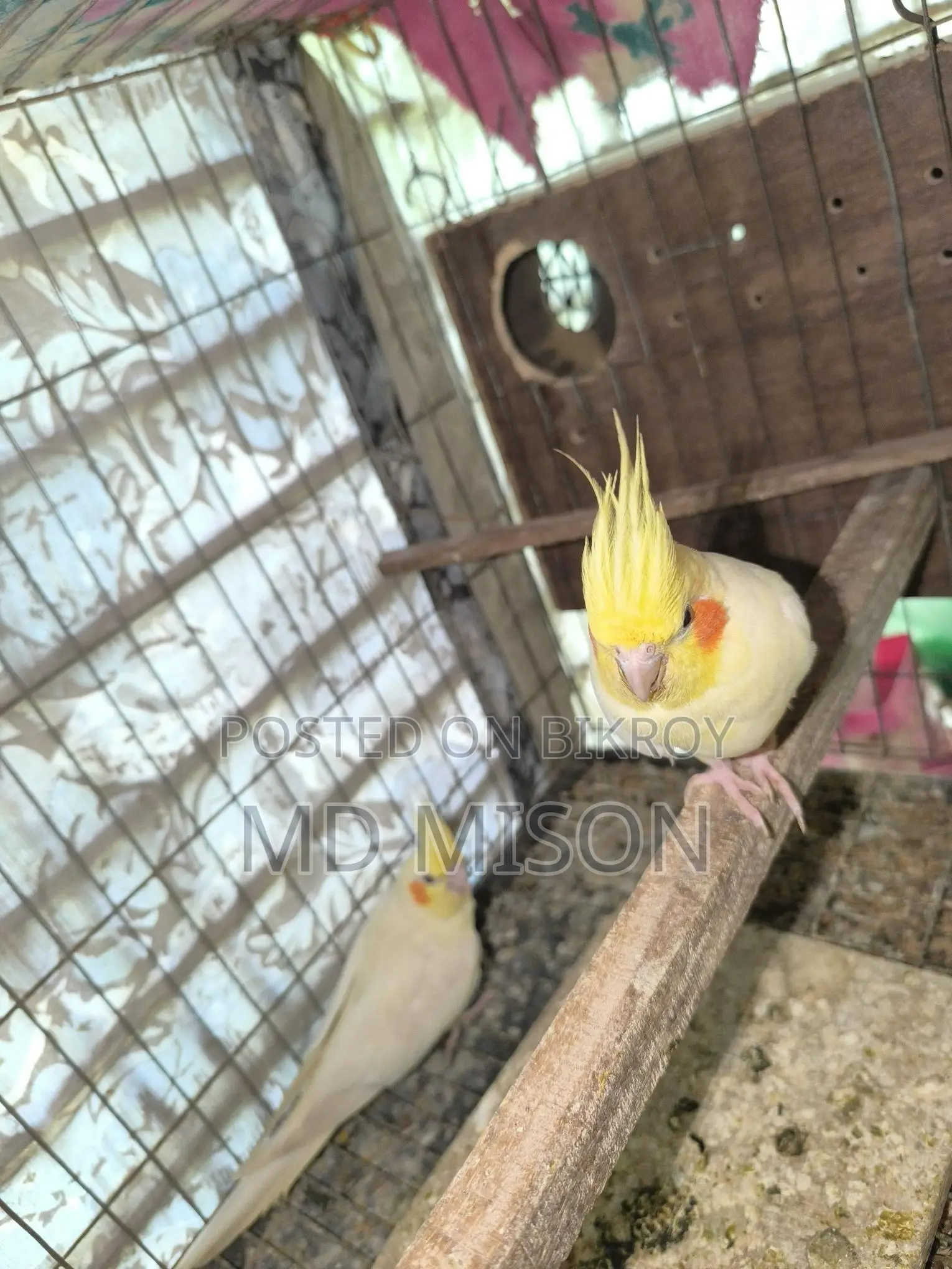 Cockatiel Running Master Pair with 3 Chicks for Sale
