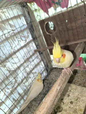 Cockatiel Running Master Pair with 3 Chicks for Sale