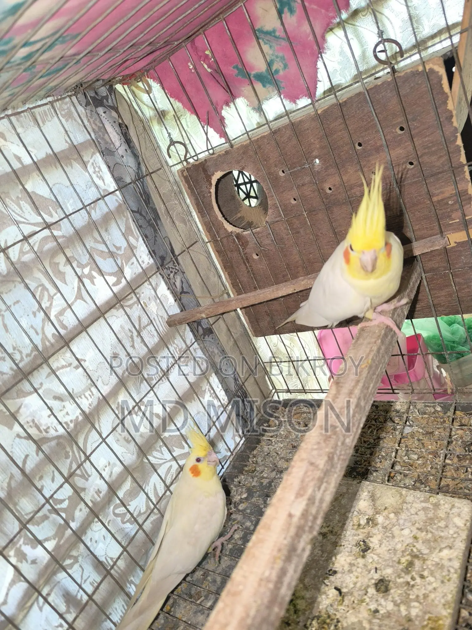 Cockatiel Running Master Pair with 3 Chicks for Sale