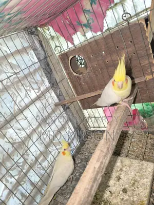 Cockatiel Running Master Pair with 3 Chicks for Sale