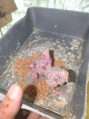 Cockatiel Running Master Pair with 3 Chicks for Sale