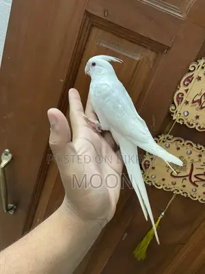 Albino Cockatiel